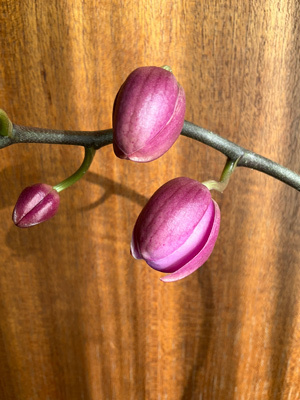 bIMG_4235.jpg